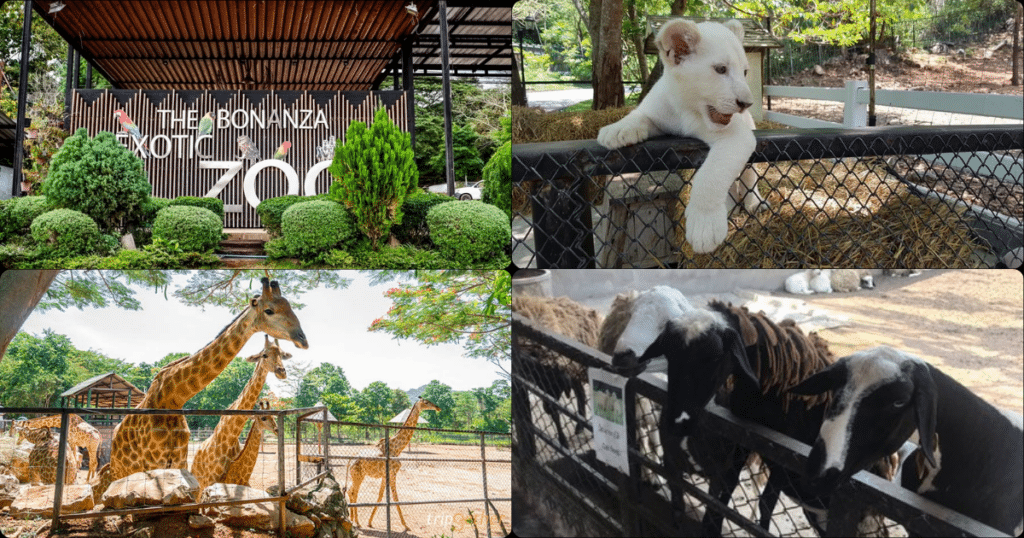 Bonanza Exotic Zoo (สวนสัตว์โบนันซ่าเอ็กโซติกซู เขาใหญ่)