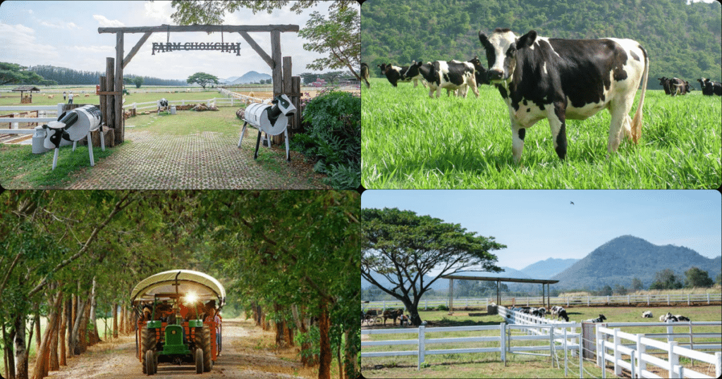 Farm Chokchai (ฟาร์มโชคชัย)